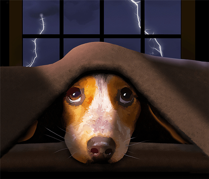 Dog under blanket with stormy window