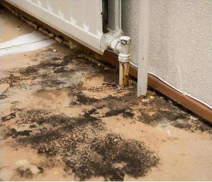 mold on walls and floors