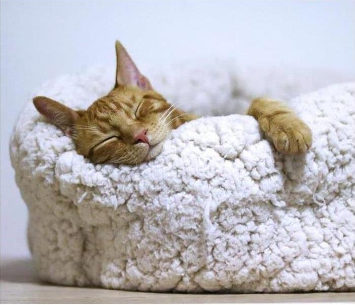 Cat snuggle in soft bed